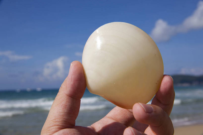 手,横图,彩色,室外,特写,白天,旅游,沙滩,静物,贝壳,三亚,图片,云,扇贝,海洋生物,海南,一个,天空,自然,摄影,海滩,旅行,亚龙湾,bj174