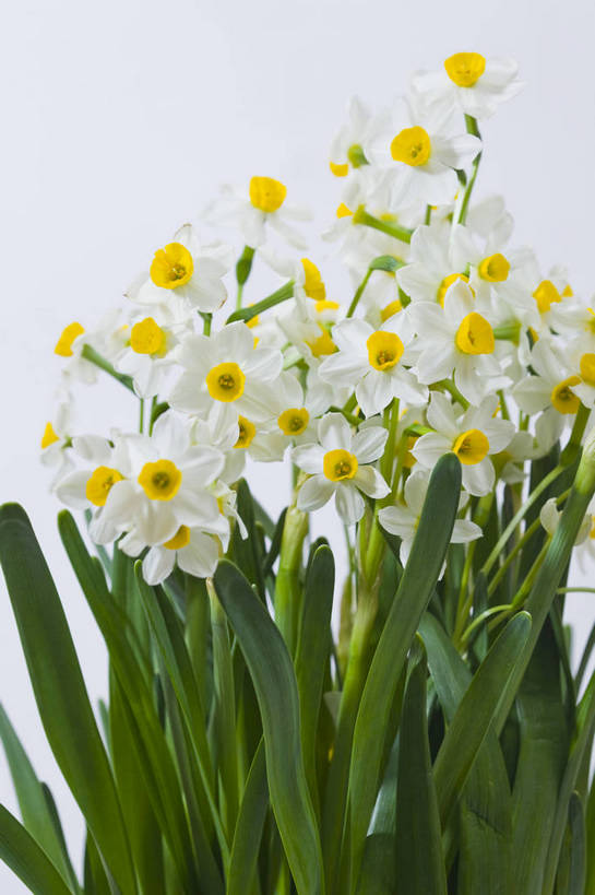 竖图,彩色,室内,特写,白天,水仙花,静物,图片,花朵,花卉,白色,自然,多个,摄影,叶,影棚拍摄,bj174