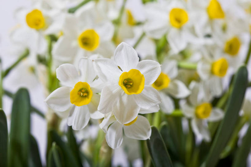 横图,彩色,室内,特写,白天,水仙花,静物,图片,花朵,花卉,白色,自然,多个,摄影,叶,影棚拍摄,bj174