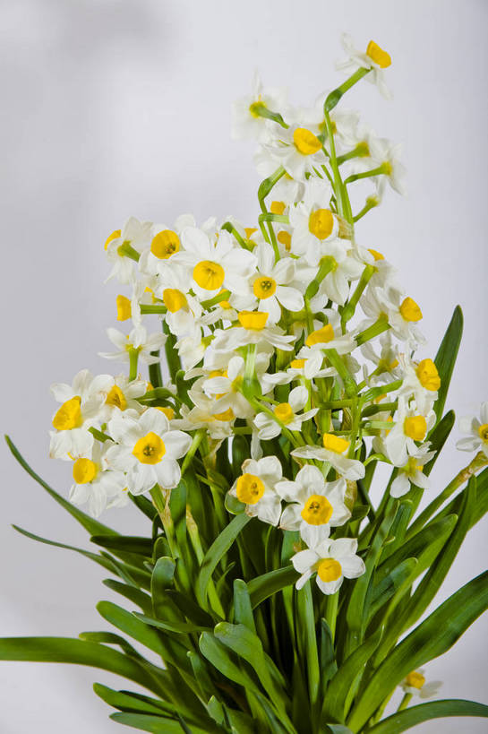 竖图,彩色,室内,室外,特写,白天,爱情,桃花,静物,图片,花卉,白色,自然,多个,摄影,俘虏,bj174