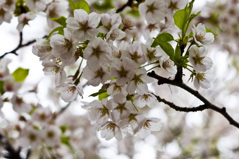 横图,彩色,室内,室外,特写,白天,爱情,桃花,静物,图片,花卉,粉色,自然,多个,摄影,俘虏,bj174
