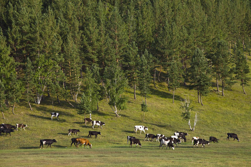 无人,横图,彩色,室外,白天,草地,草原,森林,牛,中国,亚洲,放牧,图片,树,自然,动物,蒙,摄影,风光,原野,东亚,内蒙古,中华人民共和国,华北地区,内蒙古自治区,阿尔山,bj174
