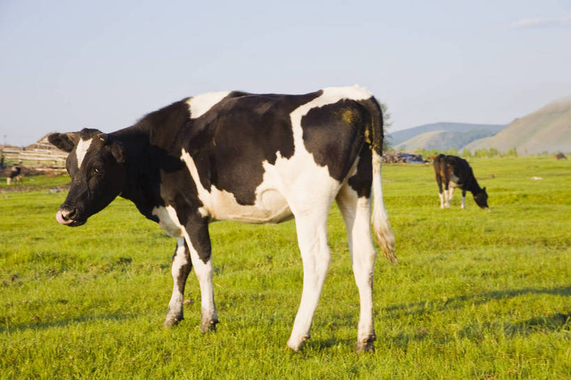 无人,横图,彩色,室外,白天,草地,草原,田园,牛,中国,亚洲,放牧,图片,白云,天空,自然,动物,蒙,摄影,风光,原野,东亚,内蒙古,中华人民共和国,华北地区,内蒙古自治区,额尔古纳,bj174