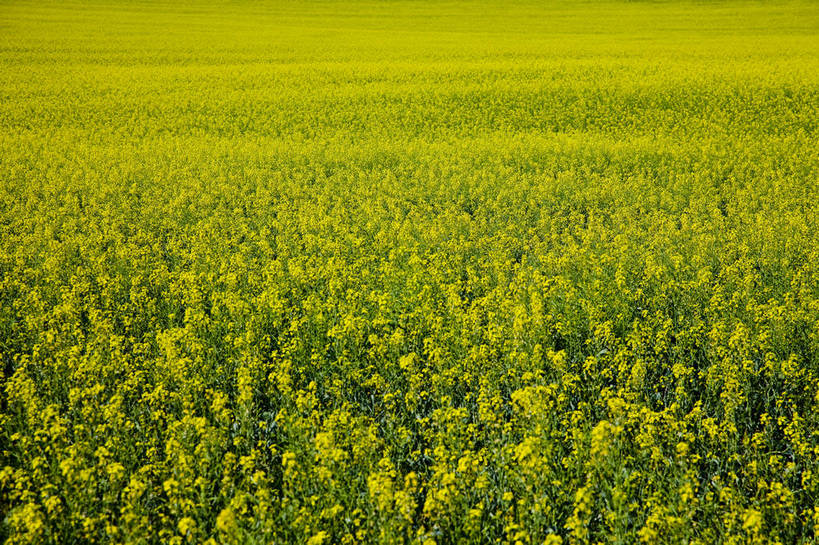 无人,横图,彩色,室外,白天,草地,草原,田园,中国,亚洲,图片,白云,天空,自然,蒙,摄影,风光,空旷,原野,东亚,内蒙古,中华人民共和国,华北地区,内蒙古自治区,额尔古纳,bj174