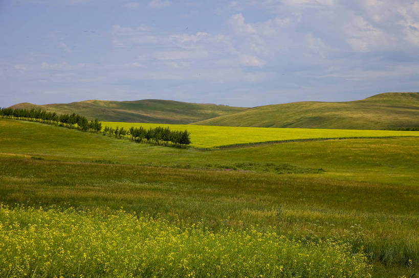无人,农田,横图,彩色,室外,白天,庄稼,农作物,草地,草原,田园,萱草,中国,亚洲,图片,白云,天空,自然,蒙,摄影,风光,原野,东亚,内蒙古,中华人民共和国,华北地区,疗愁,萱草花,宜男,内蒙古自治区,呼伦贝尔,忘忧草,金针菜,黄花菜,黄花,耕地,庄稼田,bj174