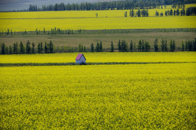 无人,农田,横图,彩色,室外,白天,庄稼,农作物,草地,草原,田园,萱草,中国,亚洲,图片,自然,蒙,摄影,风光,原野,东亚,内蒙古,中华人民共和国,华北地区,疗愁,萱草花,宜男,内蒙古自治区,呼伦贝尔,忘忧草,金针菜,黄花菜,黄花,耕地,庄稼田,bj174