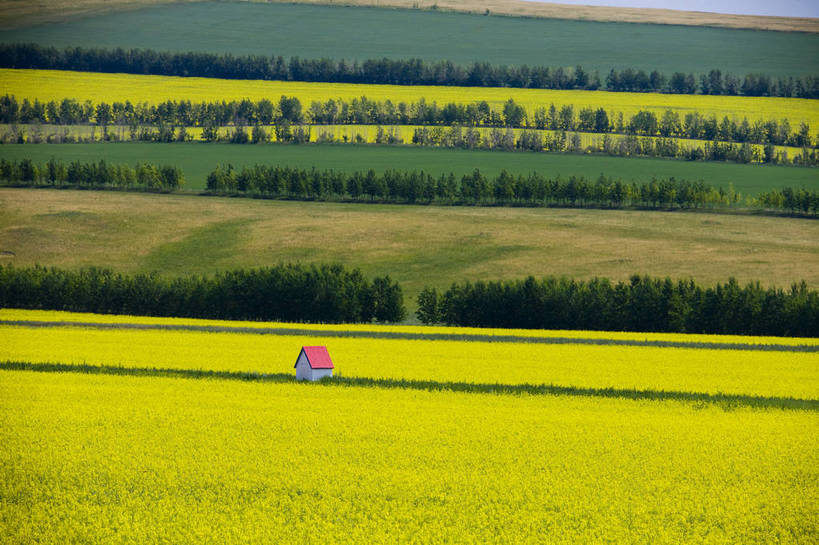 无人,农田,横图,彩色,室外,白天,庄稼,农作物,草地,草原,田园,萱草,中国,亚洲,图片,自然,蒙,摄影,风光,原野,东亚,内蒙古,中华人民共和国,华北地区,疗愁,萱草花,宜男,内蒙古自治区,呼伦贝尔,忘忧草,金针菜,黄花菜,黄花,耕地,庄稼田,bj174
