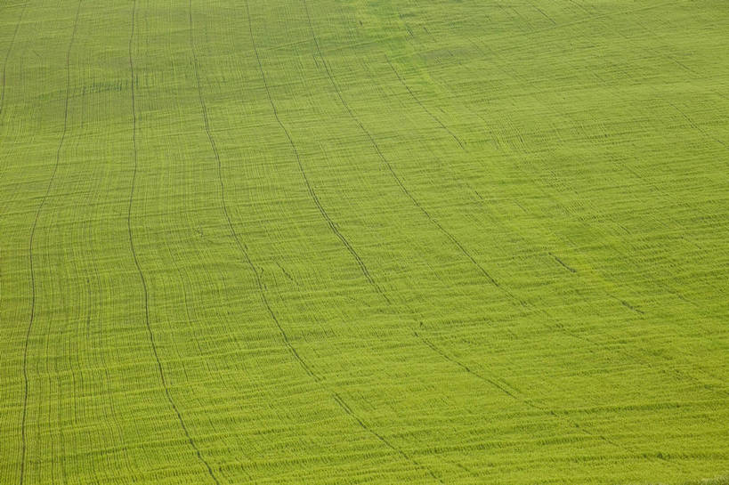无人,农田,横图,彩色,室外,白天,庄稼,农作物,草地,草原,田园,萱草,中国,亚洲,图片,自然,蒙,摄影,风光,原野,东亚,内蒙古,中华人民共和国,华北地区,疗愁,萱草花,宜男,内蒙古自治区,呼伦贝尔,忘忧草,金针菜,黄花菜,黄花,耕地,庄稼田,bj174
