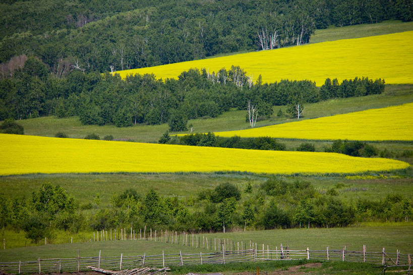 无人,农田,横图,彩色,室外,白天,庄稼,农作物,草地,草原,田园,萱草,中国,亚洲,图片,自然,蒙,摄影,风光,原野,东亚,内蒙古,中华人民共和国,华北地区,疗愁,萱草花,宜男,内蒙古自治区,呼伦贝尔,忘忧草,金针菜,黄花菜,黄花,耕地,庄稼田,bj174