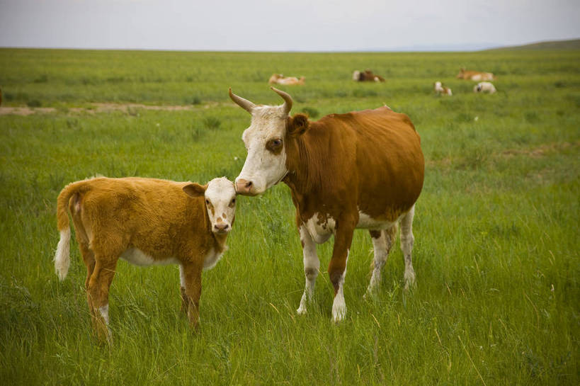 无人,横图,彩色,室外,白天,草地,草原,田园,牛,放牧,图片,自然,摄影,风光,原野,bj174