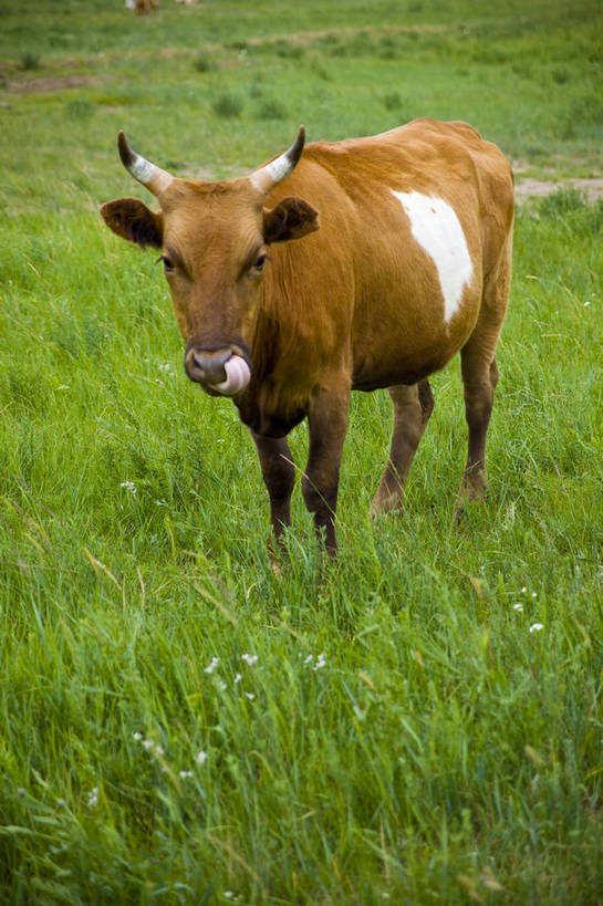 无人,竖图,彩色,室外,白天,草地,草原,田园,牛,放牧,图片,自然,摄影,风光,原野,bj174