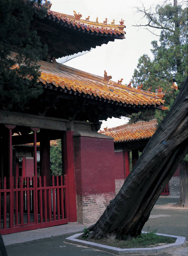 摄影师,竖图,彩色,照片,室外,白天,旅游,度假,名胜古迹,植物,标志建筑,地标,建筑,孔庙,中国,亚洲,遗迹,建筑群,古典,古迹,历史,文物,娱乐,建设,古建筑,山东,遗址,东方,树木,风景,天,享受,休闲,旅游胜地,放松,摄影,近景,古文明,东亚,摄像师,曲阜,曲阜市,山东省,旧址,中华人民共和国,华东地区,鲁,本庙,bj174