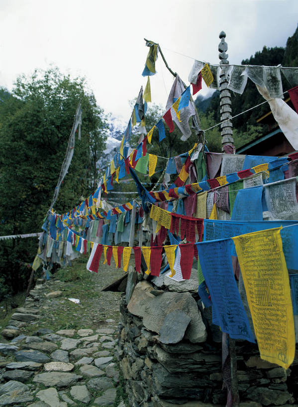 摄影师,竖图,彩色,照片,室外,白天,旅游,植物,中国,亚洲,艺术,民俗,光线,文化,传统,迪庆,梅里雪山,云南,经幡,东方,少数民族,民族,石板路,树木,阳光,天,摄影,宗教,晴天,近景,东亚,摄像师,迪庆藏族自治州,云南省,德钦县,中华人民共和国,西南地区,滇,迪庆州,雪山太子,明永冰川,明永恰,奶诺戈汝冰川,bj174