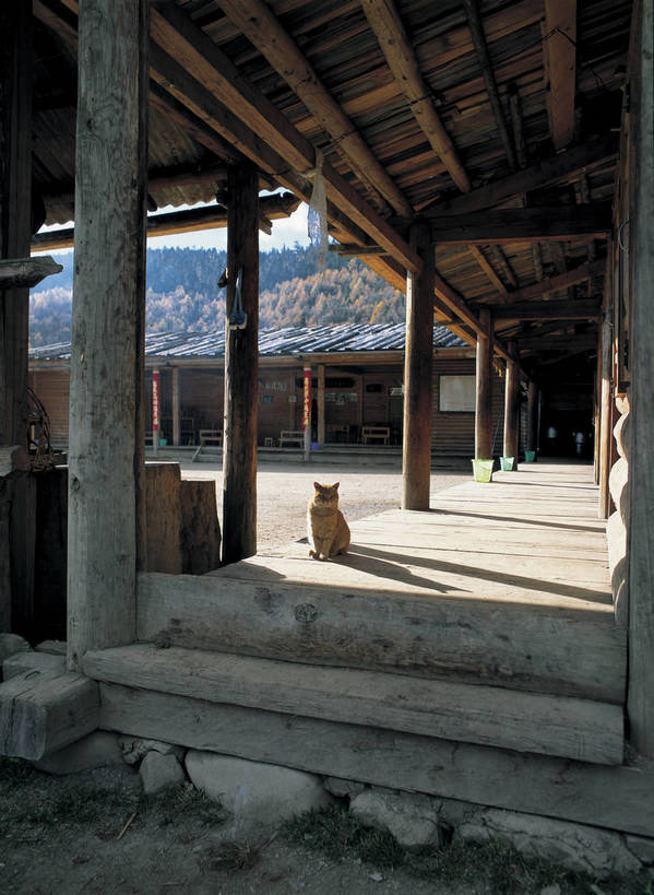 摄影师,竖图,彩色,照片,室外,白天,旅游,建筑,猫,香格里拉,中国,民俗,云南,东方,少数民族,民族,一只,摄影,近景,摄像师,属都湖,bj174