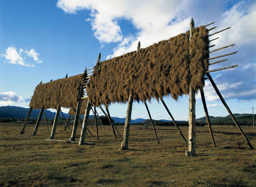 摄影师,横图,彩色,照片,室外,白天,旅游,草地,植物,香格里拉,中国,亚洲,民俗,光线,云,云朵,云彩,迪庆,云南,东方,民族,草,风景,蓝天,阳光,自然,天,摄影,晴天,大自然,近景,自然风光,东亚,摄像师,中甸,迪庆藏族自治州,云南省,中华人民共和国,西南地区,滇,迪庆州,香格里拉县,小中甸镇,bj174