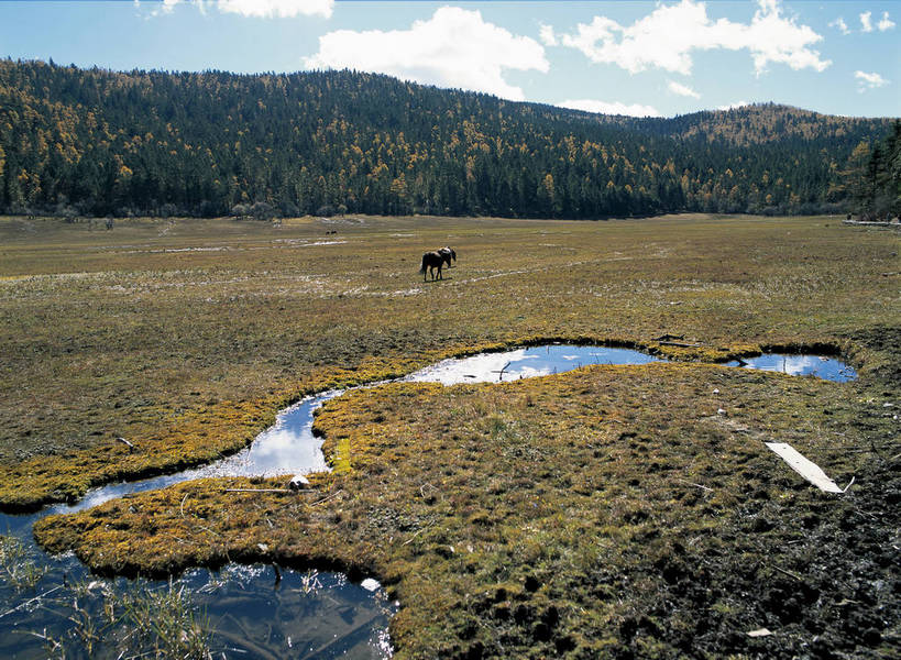 摄影师,横图,彩色,照片,室外,旅游,草地,名胜古迹,森林,水,植物,香格里拉,中国,亚洲,草丛,河水,水面,古迹,迪庆,云南,东方,草,树木,名胜,一只,风景,小溪,自然,动物,远景,摄影,牲畜,大自然,水域,自然风光,自然现象,东亚,摄像师,地貌,中甸,迪庆藏族自治州,云南省,中华人民共和国,西南地区,滇,迪庆州,香格里拉县,河,溪,广角,碧塔海自然保护区,bj174