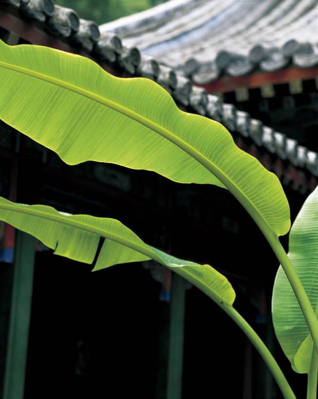 摄影师,竖图,彩色,照片,室外,旅游,名胜古迹,植物,标志建筑,地标,建筑,北京,中国,亚洲,景点,建筑群,首都,古典,古迹,建设,古建筑,东方,树叶,名胜,绿色,风景,颜色,摄影,近景,东亚,摄像师,中华人民共和国,北京市,京,北平,华北地区,西城区,恭王府,恭王府花园,bj174