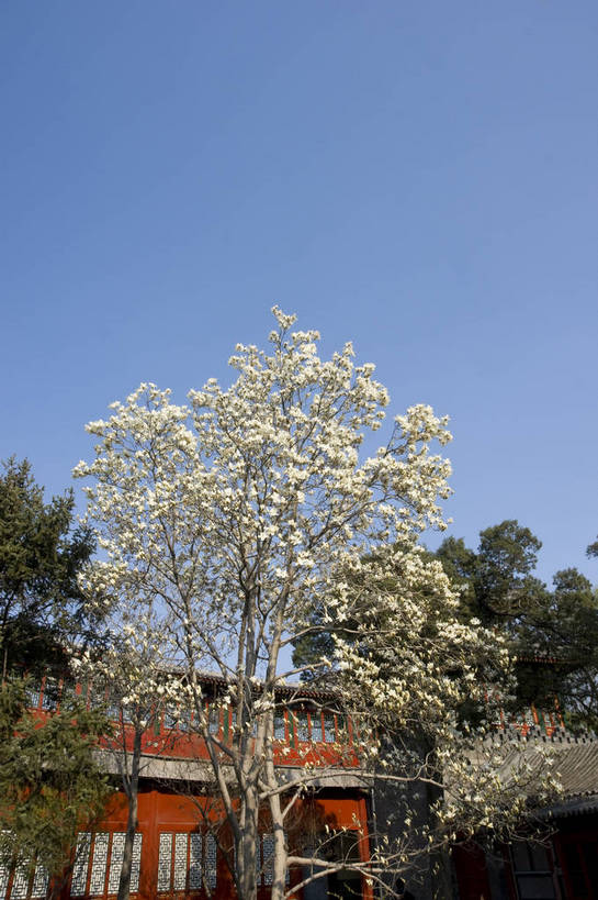 无人,摄影师,竖图,彩色,室外,白天,旅游,建筑,北海公园,北京,中国,亚洲,古老,历史,文化,文物,古建筑,东方,树木,名胜,风景,蓝天,阳光,绿地,晴天,梨花,文明,摄像师,清幽,幽静,bj174