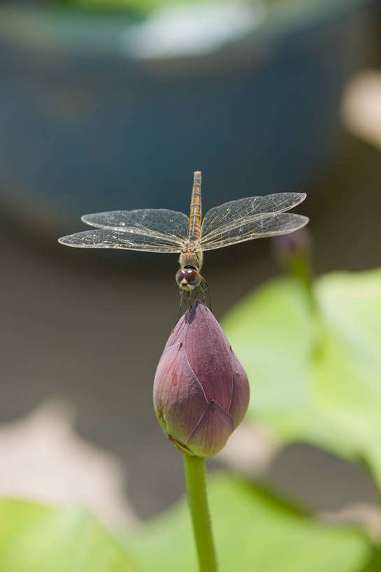 无人,摄影师,公园,竖图,彩色,室外,白天,城市,北京,中国,亚洲,含苞待放,蜻蜓,昆虫,池塘,水池,荷叶,东方,阳光,花苞,摄影,晴天,优美,水生植物,摄像师,幽雅,旅行,莲花池公园,bj174
