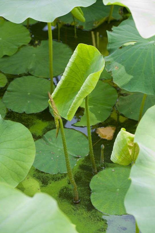 无人,摄影师,公园,竖图,彩色,室外,白天,城市,北京,中国,亚洲,枯萎,池塘,水池,翠绿,荷叶,东方,摄影,凋谢,水生植物,摄像师,荷花,旅行,莲花池公园,bj174