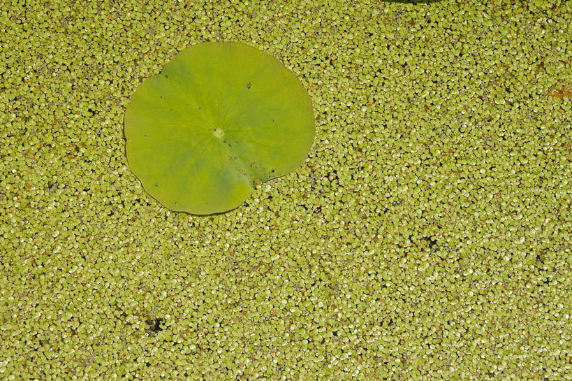 无人,摄影师,公园,横图,俯视,彩色,室外,白天,城市,北京,中国,亚洲,池塘,水池,翠绿,荷叶,东方,阳光,摄影,莲心,晴天,水生植物,摄像师,密密麻麻,荷花,高角度拍摄,旅行,莲花池公园,bj174