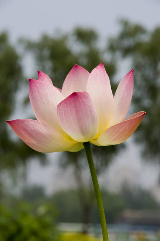 无人,摄影师,竖图,彩色,室外,白天,盛开,荷叶,粉红,美丽,花瓣,摄影,水生植物,摄像师,娇艳,娇嫩,荷花,淡雅,bj174