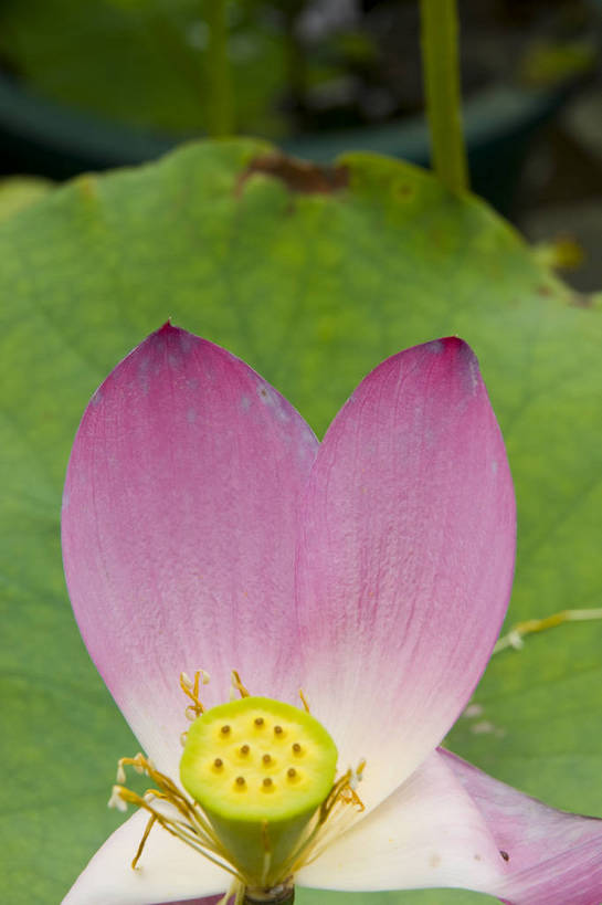 无人,摄影师,竖图,彩色,室外,白天,荷叶,粉红,美丽,花瓣,花蕊,摄影,莲蓬,凋谢,水生植物,摄像师,娇艳,娇嫩,荷花,淡雅,bj174