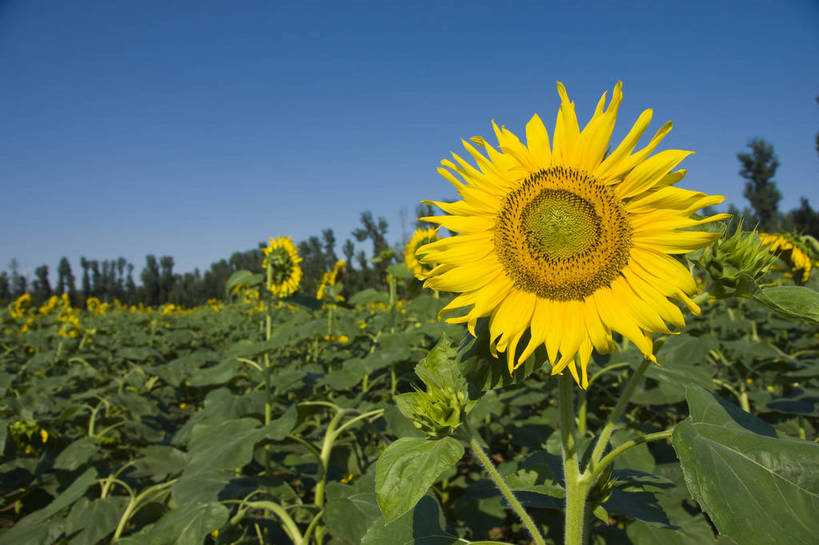 无人,摄影师,横图,彩色,室外,白天,向日葵,生气,盛开,花瓣,绿色,蓝天,阳光,花田,太阳花,活力,摄影,朝气,金黄色,晴天,生机,希望,耀眼,繁茂,无污染,生机勃勃,摄像师,旺盛,bj174
