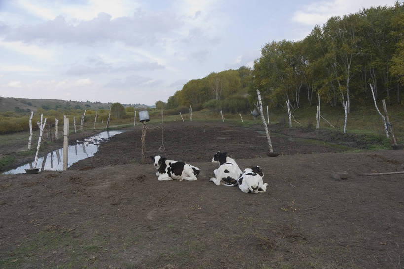 无人,摄影师,横图,彩色,室外,白天,旅游,草原,美景,树林,坝上,中国,亚洲,景点,景观,大峡谷,名胜,白云,风景,蓝天,阳光,自然,景色,晴天,自然风光,东亚,摄像师,塞罕坝,中华人民共和国,华北地区,河北,河北省,冀,承德,承德市,幽静,奶牛,丰宁县,大滩镇,坝上草原,丰宁满族自治县,京北第一草原,丰宁,御道口牧场,御道口草原森林风景区,bj174