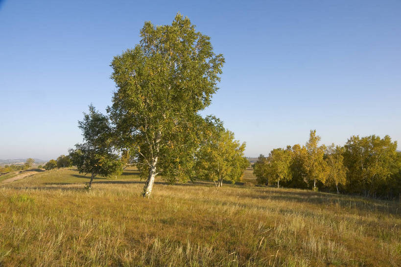 无人,摄影师,横图,彩色,室外,白天,旅游,草原,美景,坝上,中国,亚洲,景观,辽阔,树木,名胜,风景,蓝天,阳光,自然,景色,晴天,自然风光,东亚,摄像师,塞罕坝,中华人民共和国,华北地区,河北,河北省,冀,承德,承德市,幽静,秀美,自然景观,丰宁县,大滩镇,坝上草原,丰宁满族自治县,京北第一草原,丰宁,bj174