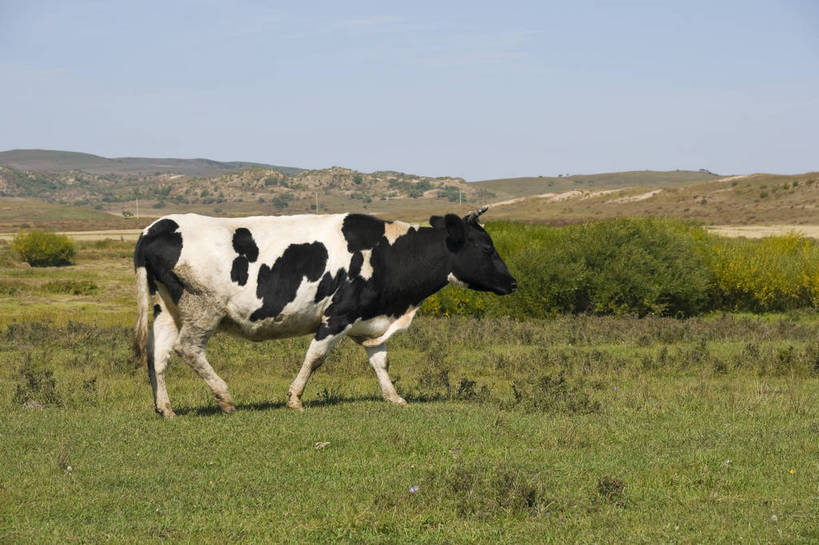 无人,摄影师,横图,彩色,室外,白天,旅游,草原,美景,牛,坝上,中国,亚洲,放牧,景观,山坡,辽阔,名胜,风景,阳光,自然,景色,晴天,自然风光,东亚,摄像师,塞罕坝,中华人民共和国,华北地区,河北,河北省,冀,承德,承德市,幽静,秀美,自然景观,丰宁县,大滩镇,坝上草原,丰宁满族自治县,京北第一草原,丰宁,bj174