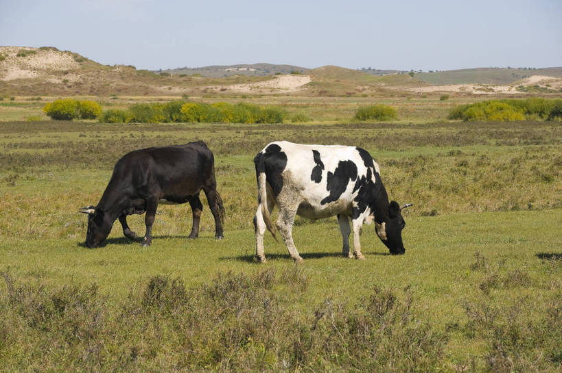 无人,摄影师,横图,彩色,室外,白天,旅游,草原,美景,坝上,中国,亚洲,放牧,景观,山坡,辽阔,牛群,名胜,风景,阳光,自然,景色,晴天,自然风光,东亚,摄像师,塞罕坝,中华人民共和国,华北地区,河北,河北省,冀,承德,承德市,幽静,秀美,自然景观,丰宁县,大滩镇,坝上草原,丰宁满族自治县,京北第一草原,丰宁,bj174