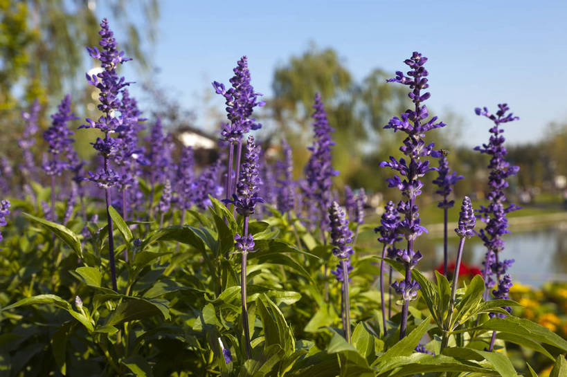 公园,横图,彩色,室外,特写,白天,旅游,度假,湖,名胜古迹,标志建筑,地标,建筑,西安,中国,遗迹,图片,景观,野花,古迹,文物,娱乐,建设,古建筑,花卉,自然,人工湖,享受,休闲,旅游胜地,放松,摄影,园林,展览,古文明,陕西省,展览会,博览会,花博会,中国花卉博览会,bj174