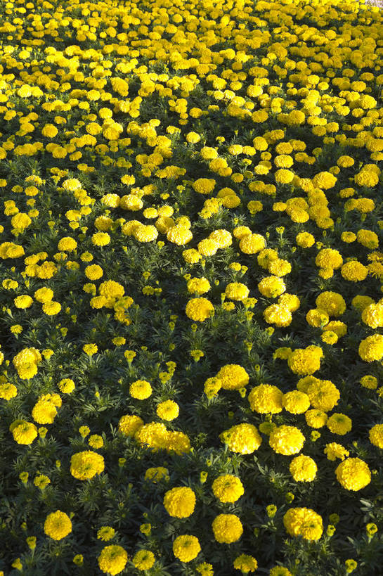 公园,花园,竖图,彩色,室外,白天,旅游,度假,名胜古迹,标志建筑,地标,建筑,西安,中国,遗迹,图片,景观,野花,古迹,文物,娱乐,建设,古建筑,花卉,自然,享受,休闲,旅游胜地,放松,摄影,园林,展览,古文明,陕西省,展览会,博览会,花博会,中国花卉博览会,bj174