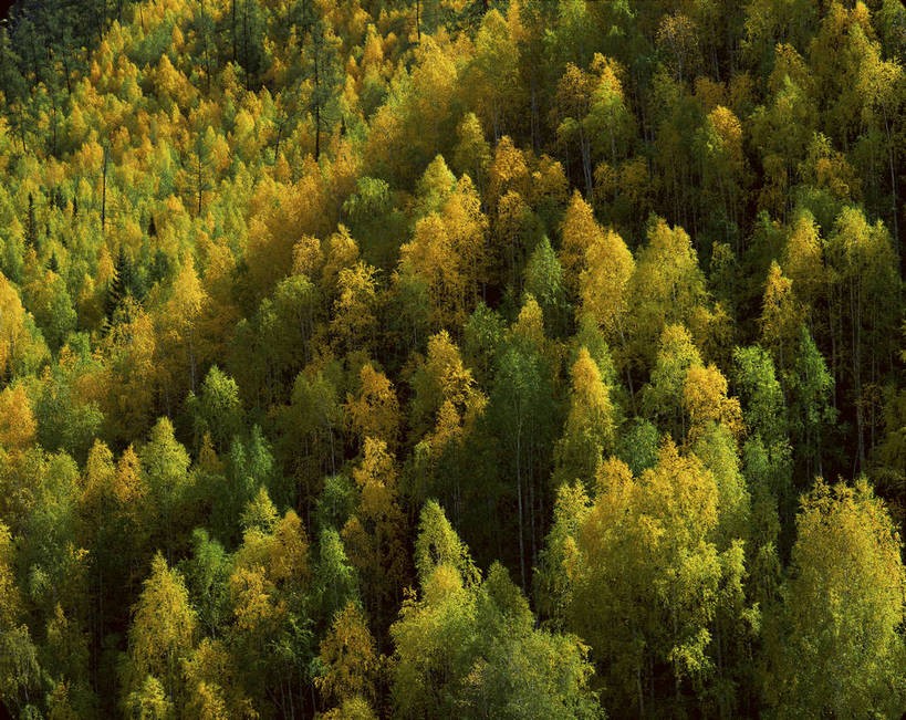 无人,横图,俯视,彩色,室外,特写,白天,旅游,度假,美景,名胜古迹,森林,树林,植物,标志建筑,地标,建筑,中国,亚洲,遗迹,图片,古迹,文物,娱乐,建设,古建筑,风景,自然,享受,休闲,五彩,旅游胜地,放松,摄影,地理,风光,宁静,自然风光,古文明,东亚,新疆,阿勒泰地区,伊犁,中华人民共和国,新疆维吾尔自治区,西北地区,阿勒泰,阿勒泰市,伊犁哈萨克自治州,浓密,新,bj174