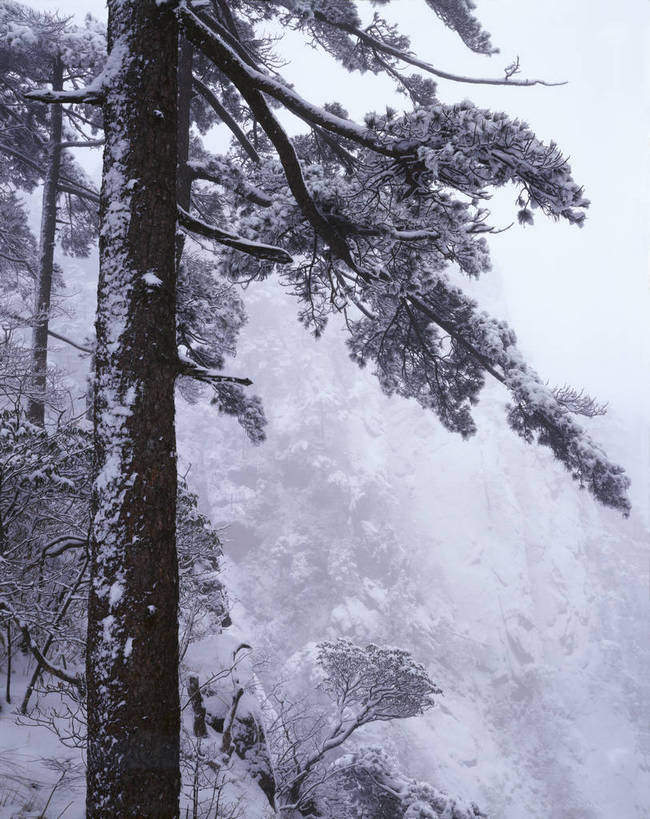 无人,竖图,彩色,室外,白天,旅游,度假,黄山,美景,名胜古迹,雾,标志建筑,地标,建筑,松树,中国,亚洲,遗迹,图片,雪景,冬天,雪松,古迹,文物,娱乐,建设,古建筑,风景,自然,享受,休闲,旅游胜地,放松,摄影,地理,缭绕,风光,宁静,近景,自然风光,古文明,东亚,安徽,安徽省,黄山市,中华人民共和国,华东地区,皖,仙境,bj174