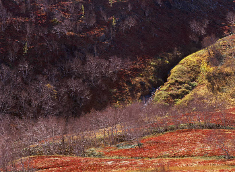无人,横图,彩色,室外,特写,白天,旅游,度假,美景,名胜古迹,森林,山,山脉,树林,标志建筑,地标,建筑,长白山,中国,亚洲,遗迹,图片,青苔,苔藓,古迹,文物,娱乐,建设,古建筑,红色,风景,自然,享受,休闲,旅游胜地,放松,摄影,地理,风光,宁静,近景,自然风光,古文明,东亚,吉林,吉林省,中华人民共和国,五彩斑斓,东北地区,吉,苔原,长白山脉,东北,中国东北地区,冻原,植被带,东北三省,东三省,bj174