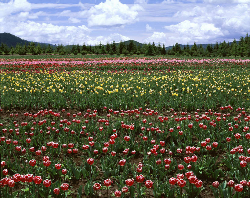 无人,花园,横图,彩色,室外,白天,旅游,度假,草原,美景,名胜古迹,森林,山脉,树林,田园,标志建筑,地标,建筑,郁金香,香格里拉,中国,亚洲,遗迹,图片,田野,古迹,文物,娱乐,建设,古建筑,迪庆,云南,花,白云,风景,蓝天,天空,自然,平原,享受,休闲,旅游胜地,放松,摄影,地理,风光,宁静,近景,自然风光,古文明,东亚,中甸,迪庆藏族自治州,云南省,中华人民共和国,西南地区,滇,迪庆州,香格里拉县,bj174