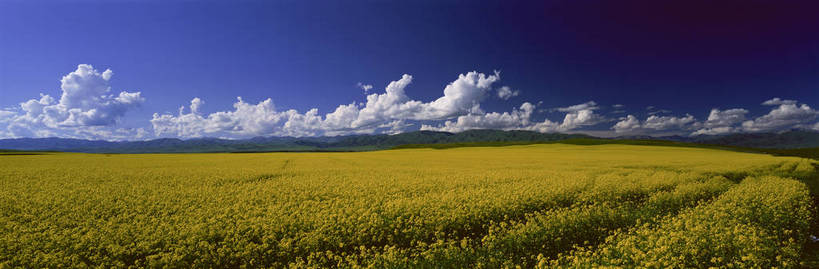 无人,横图,彩色,室外,白天,旅游,度假,草原,美景,名胜古迹,田园,标志建筑,地标,建筑,中国,亚洲,遗迹,图片,田野,古迹,文物,娱乐,建设,古建筑,花,白云,风景,蓝天,天空,自然,平原,享受,休闲,远景,旅游胜地,放松,摄影,地理,风光,宁静,空旷,自然风光,古文明,东亚,新疆,伊犁,中华人民共和国,新疆维吾尔自治区,西北地区,伊犁哈萨克自治州,黄花,新,昭苏,昭苏草原,昭苏县,bj174