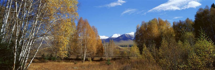 无人,横图,彩色,室外,特写,白天,旅游,度假,美景,名胜古迹,树林,标志建筑,地标,建筑,中国,亚洲,遗迹,图片,黄叶,古迹,文物,娱乐,建设,古建筑,黄色,风景,自然,享受,休闲,旅游胜地,放松,蒙,摄影,地理,风光,宁静,杨树,近景,自然风光,古文明,东亚,内蒙古,新疆,阿勒泰地区,伊犁,中华人民共和国,华北地区,内蒙古自治区,阿拉善,阿拉善盟,新疆维吾尔自治区,西北地区,阿勒泰,阿勒泰市,伊犁哈萨克自治州,秋天,新,额济纳,额济纳旗,额济纳胡杨林,bj174