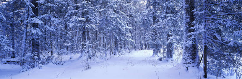 无人,横图,彩色,室外,特写,白天,旅游,度假,美景,名胜古迹,森林,山脉,树林,雪,标志建筑,地标,建筑,松树,长白山,中国,亚洲,遗迹,图片,雪景,冬天,古迹,文物,娱乐,建设,古建筑,风景,自然,享受,休闲,旅游胜地,放松,摄影,地理,风光,宁静,近景,自然风光,古文明,东亚,吉林,吉林省,中华人民共和国,东北地区,吉,仙境,长白山脉,东北,中国东北地区,东北三省,东三省,bj174