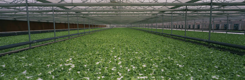 农田,横图,彩色,室外,特写,白天,农业,庄稼,农作物,技术,田园,植物,北京,中国,亚洲,种植,科学,图片,摄影,大棚,近景,东亚,耕地,庄稼田,无土培育,无土栽培,无土栽培技术,bj174