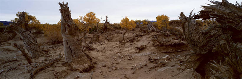 无人,横图,彩色,室外,白天,旅游,度假,美景,名胜古迹,沙漠,树林,标志建筑,地标,建筑,中国,亚洲,遗迹,图片,云,古迹,文物,娱乐,建设,古建筑,树,风景,蓝天,天空,自然,享受,休闲,旅游胜地,放松,蒙,摄影,地理,风光,宁静,杨树,自然风光,古文明,东亚,内蒙古,新疆,胡杨,轮台,轮台县,中华人民共和国,华北地区,内蒙古自治区,阿拉善,阿拉善盟,新疆维吾尔自治区,西北地区,巴音郭楞,巴音郭楞蒙古自治州,苍凉,秋天,新,额济纳,额济纳旗,额济纳胡杨林,轮台胡杨林,bj174