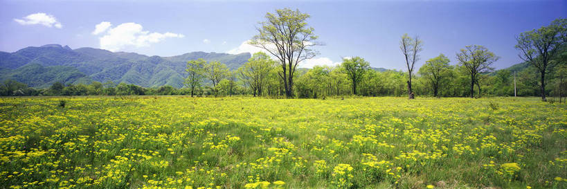 无人,农场,横图,彩色,室外,特写,白天,旅游,度假,草地,美景,名胜古迹,森林,山,山脉,树林,田园,标志建筑,地标,建筑,中国,亚洲,遗迹,图片,野花,古迹,文物,娱乐,建设,古建筑,花,风景,自然,群山,享受,休闲,旅游胜地,放松,摄影,地理,风光,宁静,悠闲,自然风光,古文明,东亚,湖北,湖北省,神农架,中华人民共和国,华中地区,鄂,华中屋脊,神农架林区,神农架自然保护区,林区,bj174