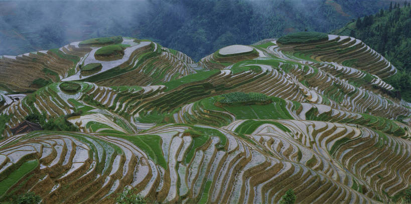 无人,农田,横图,俯视,彩色,室外,特写,白天,旅游,度假,庄稼,梯田,农作物,美景,名胜古迹,田园,标志建筑,地标,建筑,桂林,中国,亚洲,遗迹,图片,稻田,景观,云雾,古迹,文物,娱乐,建设,古建筑,自然,享受,休闲,旅游胜地,景色,放松,摄影,缭绕,广西,宁静,自然风光,古文明,东亚,龙胜,龙脊梯田,广西壮族自治区,中华人民共和国,桂,华南地区,仙境,龙胜各族自治县,龙胜梯田,耕地,庄稼田,bj174