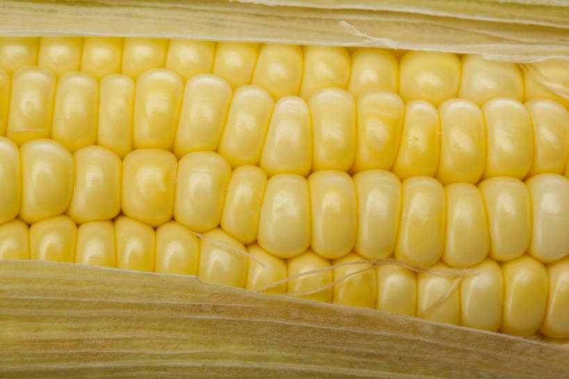 横图,彩色,室内,特写,抠图,白色背景,玉米,水果,中国,亚洲,完整,新鲜,图片,美味,食品,营养,粮食,食物,一个,摄影,苞米,无公害,东亚,健康食品,影棚拍摄,bj174