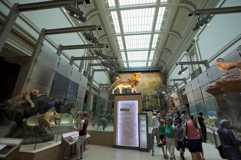 博物馆,横图,彩色,室内,特写,白天,旅游,建筑,狮子,雕塑,华盛顿,美国,游客,科学,羚羊,标本,雕像,图片,辉煌,历史,现代建筑,动物,旅游胜地,摄影,展览,科普,文明,细节,发展,繁荣,犀牛,旅行,国家自然历史博物馆,bj174