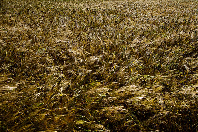 无人,横图,彩色,室外,特写,白天,旅游,度假,庄稼,美景,名胜古迹,标志建筑,地标,建筑,中国,亚洲,节日,遗迹,图片,古迹,文化,文物,娱乐,建设,古建筑,风景,自然,祈祷,享受,休闲,健康,旅游胜地,放松,许愿,摄影,宗教,地理,佛教,信仰,四川省,麦子,纪念,风光,宁静,祈求,近景,自然风光,古文明,东亚,四川,喇嘛教,藏传佛教,甘孜藏族自治州,玛尼石,中华人民共和国,西南地区,川,甘孜,甘孜州,释教,平安,藏语系佛教,西藏佛教,嘛呢石,玛尼堆,bj174