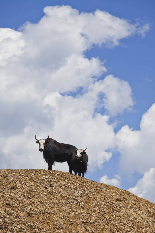 无人,竖图,彩色,室外,特写,白天,旅游,度假,名胜古迹,标志建筑,地标,建筑,牛,中国,亚洲,放牧,遗迹,图片,古迹,文物,娱乐,建设,古建筑,白云,风景,蓝天,自然,平原,享受,休闲,旅游胜地,放松,摄影,地理,风光,宁静,近景,自然风光,古文明,东亚,四川,牦牛,马尔康,bj174