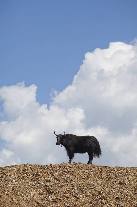无人,竖图,彩色,室外,特写,白天,旅游,度假,名胜古迹,标志建筑,地标,建筑,牛,中国,亚洲,放牧,遗迹,图片,古迹,文物,娱乐,建设,古建筑,白云,风景,蓝天,自然,平原,享受,休闲,旅游胜地,放松,摄影,地理,风光,宁静,近景,自然风光,古文明,东亚,四川,牦牛,马尔康,bj174